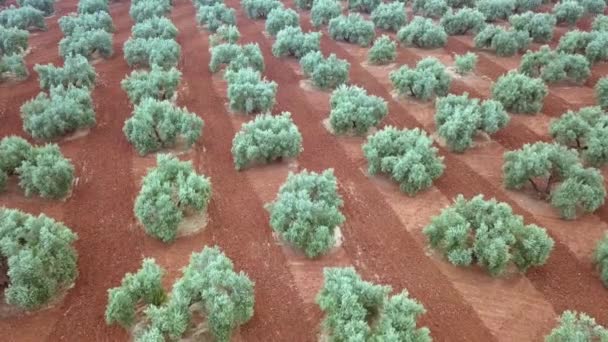 Jaen Spanya Yakınındaki Zeytin Ağaçlarının Hava Görünüm Alanı — Stok video