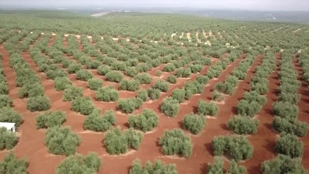 Jaen Spanya Yakınındaki Zeytin Ağaçlarının Hava Görünüm Alanı — Stok video