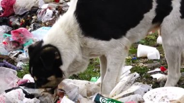 Dolly atış köpek yiyecek için çöpe kazma