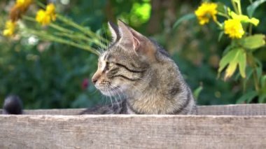 Şirin kedi ahşap kutusunda. Sığ Dof
