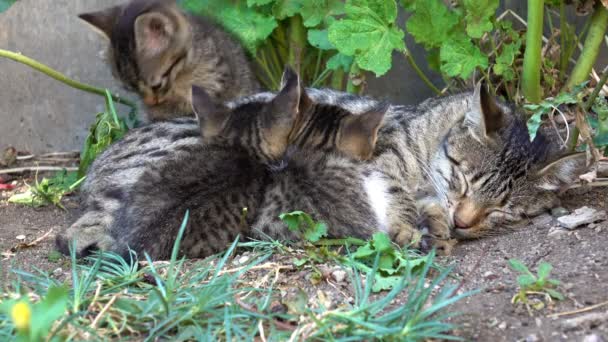 Kittens spelen en voeden met moeder kat — Stockvideo