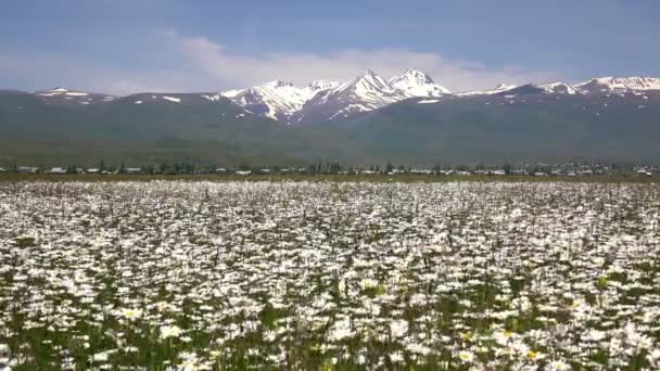 Montaña Aragats con campo de margaritas, Armenia — Vídeos de Stock