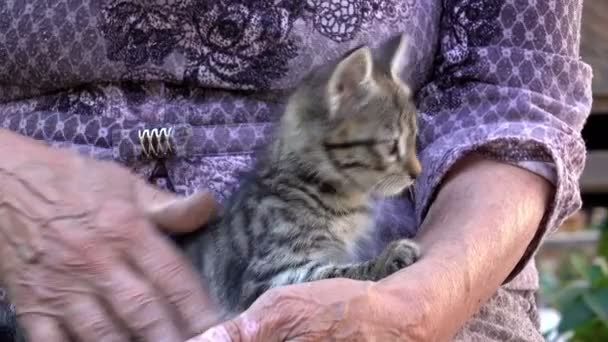 Yaşlı kadın yavru kedi ile oynarken — Stok video