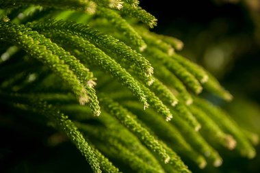 Çam ağacı closeup sabah zamanında