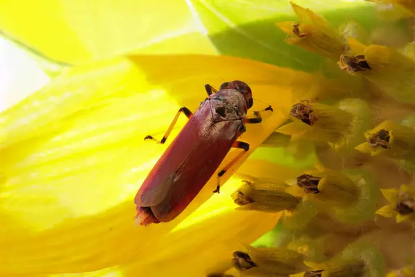 Close up macro of bug on sunflower — Stock Photo, Image