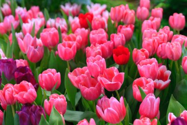 Tarlada renkli laleler