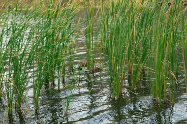 Sazlıkların arasında yüzen ördekler