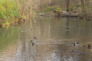 Sonbaharda nehirde yüzen yaban ördekleri ve drenler