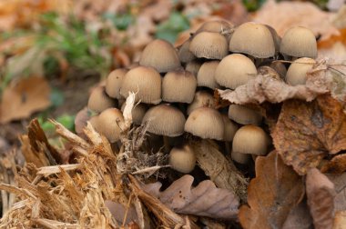 Altın sonbahar ormanındaki bir kütükte mantarlar