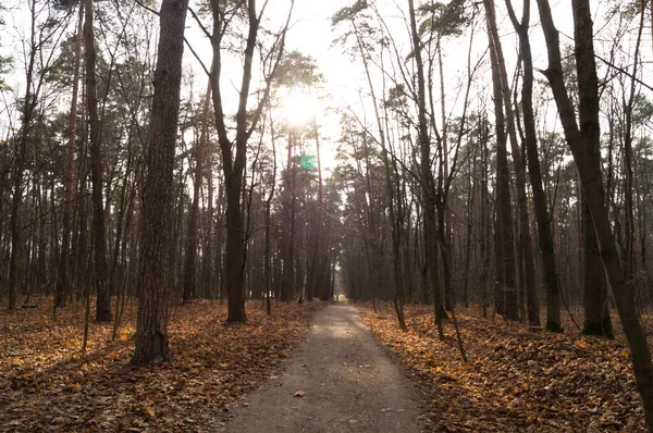 Forêt Automne Dorée Fin Après Midi — Photo