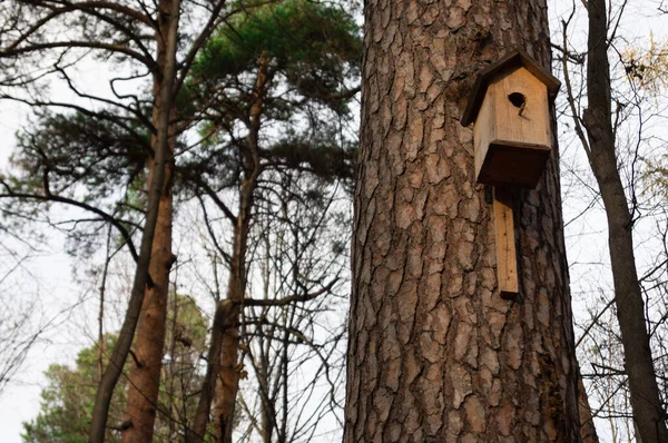 Birdhouse Nella Foresta Foresta Autunno Nel Pomeriggio — Foto Stock