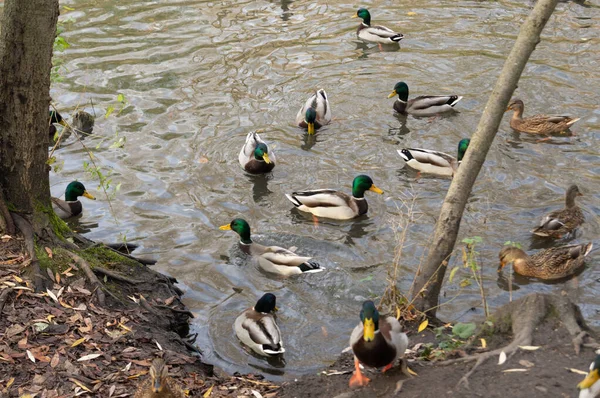Wild ducks and drakes swimming in the river in autumn