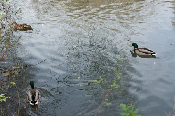 Wild Ducks Drakes Swimming River Autumn — Stock Photo, Image