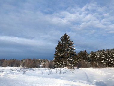 Öğleden sonra karlı bir arka planda kar ormanı
