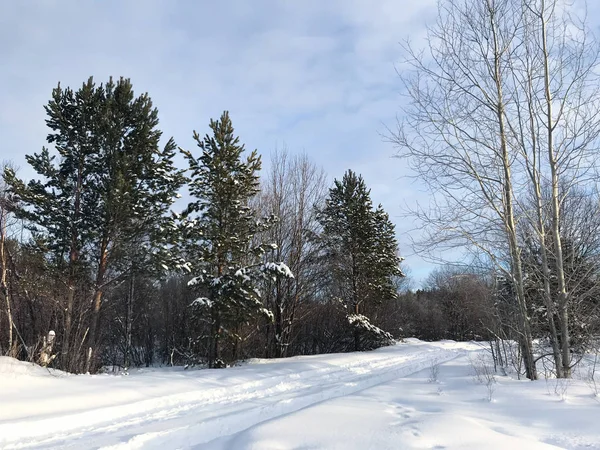 Lesní Cesta Odpoledním Sněhu Pozadí — Stock fotografie