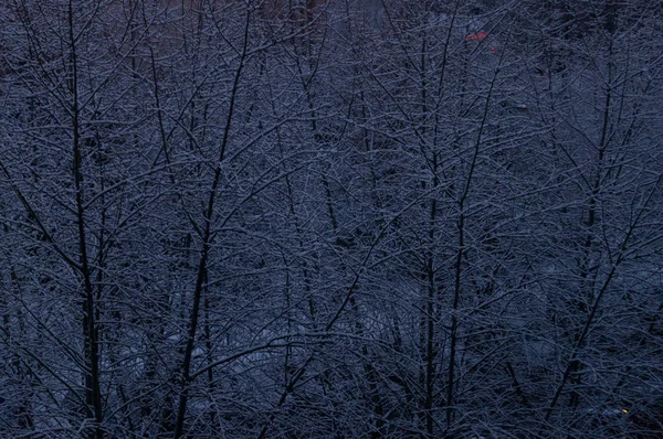 Verschneite Äste Einem Frühen Wintermorgen — Stockfoto
