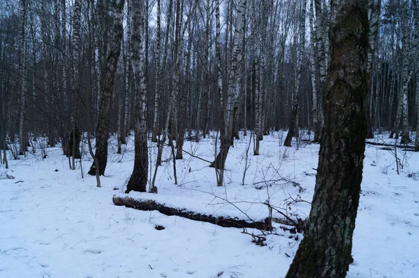 Śnieżna Ścieżka Lesie Zimowy Dzień — Zdjęcie stockowe
