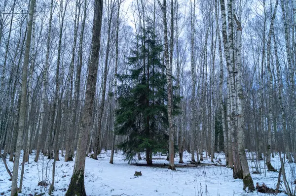 Osamělá Herringbone Mezi Břízovými Háji Zimním Dni — Stock fotografie