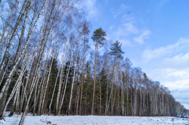 Moskova 'nın Maaşlı Bölgesi üzerinde bir kış günü huş dalları arasında açık bir gökyüzü