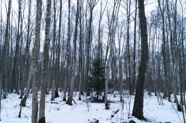 Bir Kış Günü Huş Ağaçlarının Arasında Yapayalnız Ringa Kemiği — Stok fotoğraf