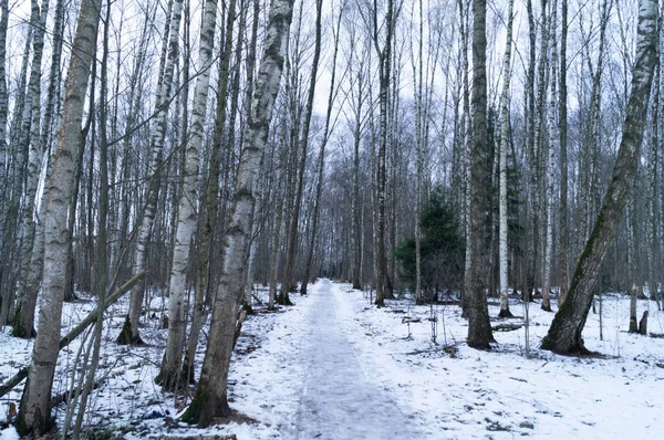 Caminho Nevado Floresta Dia Inverno — Fotografia de Stock