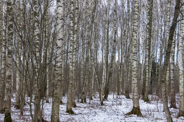 Snöig Stig Skogen Vinterdag — Stockfoto