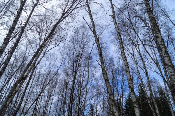 Cielo Despejado Entre Las Ramas Abedul Día Invierno Sobre Distrito —  Fotos de Stock