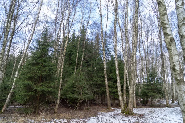 Betulla Nella Neve Una Giornata Invernale — Foto Stock