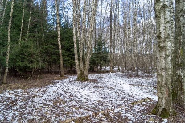 Birch Άλσος Στο Χιόνι Μια Χειμωνιάτικη Μέρα — Φωτογραφία Αρχείου