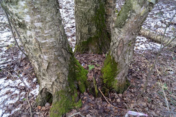 Birch Grove Snow Winter Day — Stock fotografie