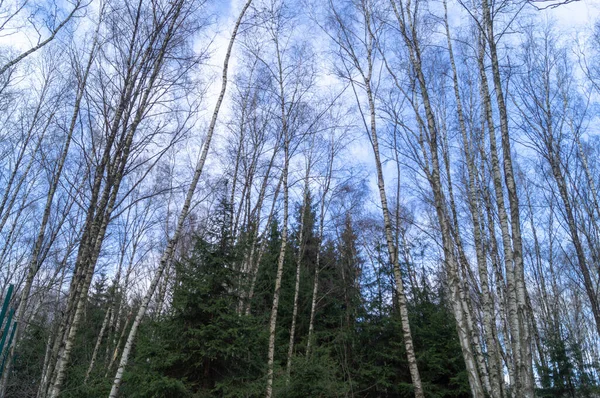 모스크바의 상공에 겨울철 자작나무 가지들 사이로 — 스톡 사진