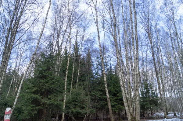 겨울날 자작나무 — 스톡 사진