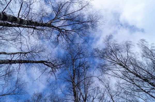 Céu Claro Entre Ramos Vidoeiro Dia Inverno Sobre Distrito Salaryevo — Fotografia de Stock