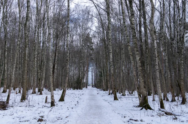 Χιονισμένο Μονοπάτι Στο Δάσος Μια Χειμωνιάτικη Μέρα — Φωτογραφία Αρχείου