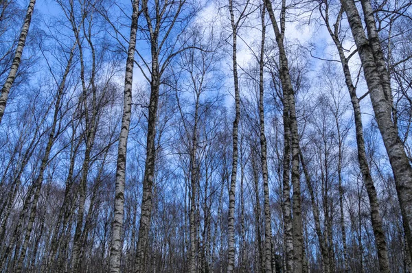 Чисте Небо Серед Березових Гілок Зимовий День Над Салар Євським — стокове фото