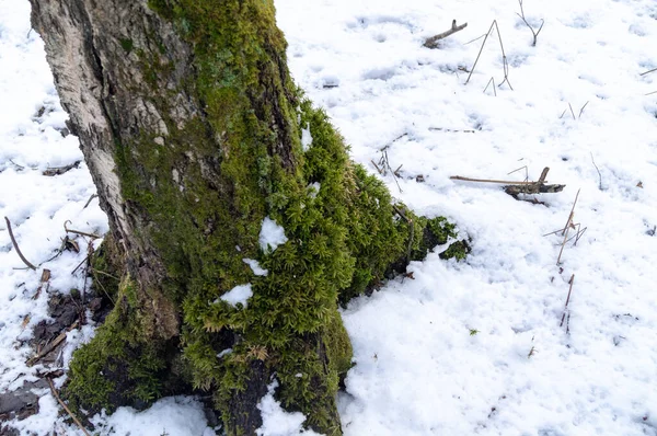 Musgo Verde Abedul Entre Nieve Por Tarde — Foto de Stock