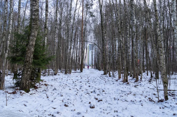 Caminho Nevado Floresta Dia Inverno — Fotografia de Stock