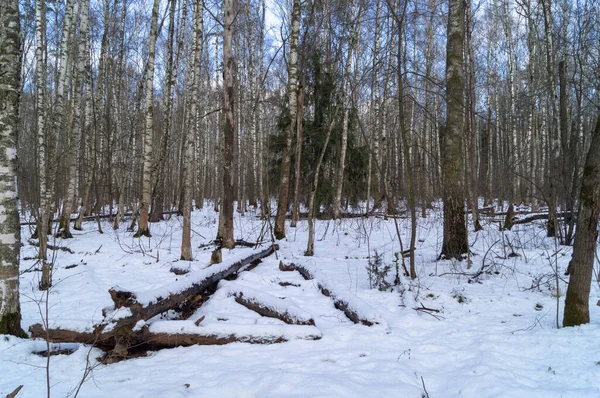Bosque Abedul Nieve Día Invierno — Foto de Stock