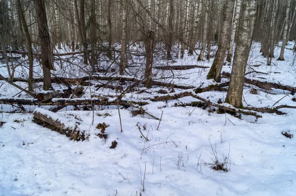 Bir Kış Günü Ormanda Karlı Bir Patika — Stok fotoğraf