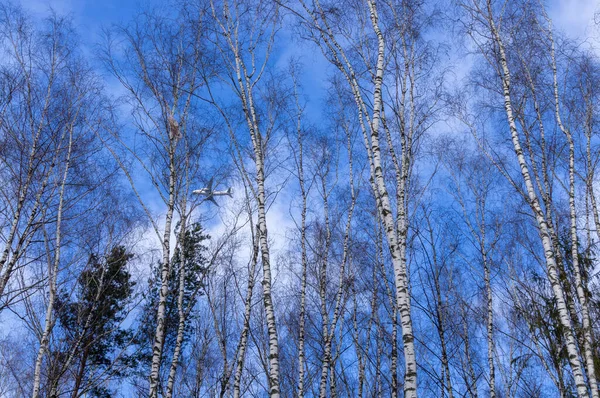 모스크바의 상공에 겨울철 자작나무 가지들 사이로 — 스톡 사진