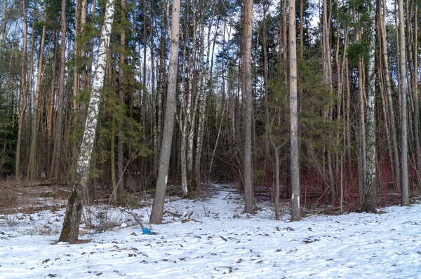 Schneepfad Wald Einem Wintertag — Stockfoto