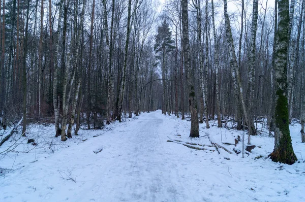 Снежная Тропа Лесу Зимний День — стоковое фото