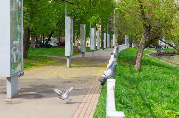 Ruelle Pavée Bord Étang Avec Des Pigeons Repos — Photo