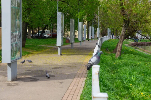 Ruelle Pavée Bord Étang Avec Des Pigeons Repos — Photo