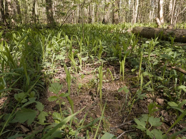 Kvetoucí Sněhové Kapky Parku Salaryevo Slunečného Květnového Dne — Stock fotografie