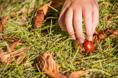 Çimlerde kestaneler