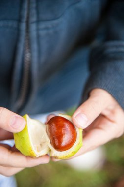 Güneşli bir sonbahar gününde kestane toplama çocuk