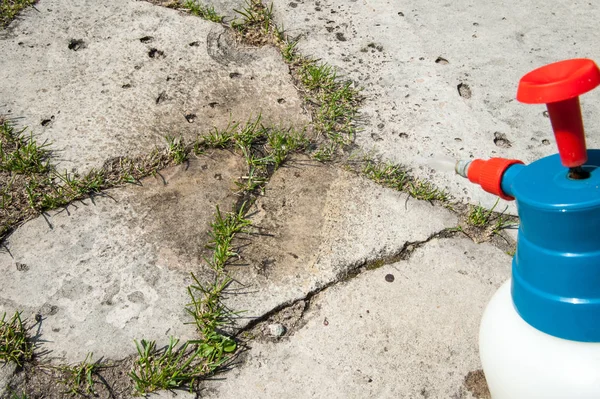 Wycinanie chwastów / człowiek usuwa chwastów z trawnika — Zdjęcie stockowe