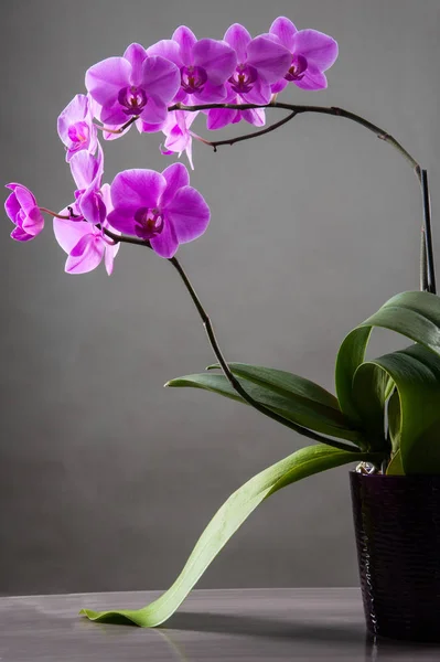 Fiore Orchidea Sullo Sfondo Nero Luce Soffusa — Foto Stock