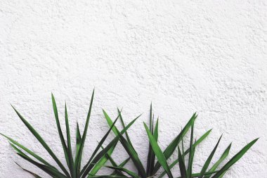 Beyaz bir duvarda yeşil palmiye yaprakları, bitkinin ayrıntılı arkaplan resmi